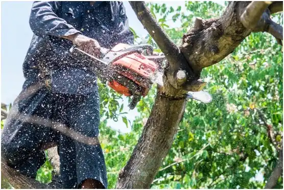 tree services El Ojo